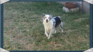 This is Layla playing in the grass.